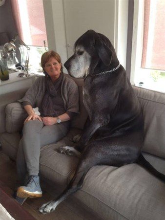 Dev köpekler
