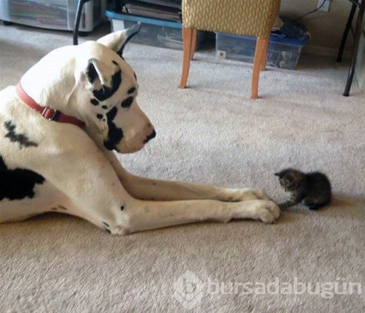 Dev köpekler
