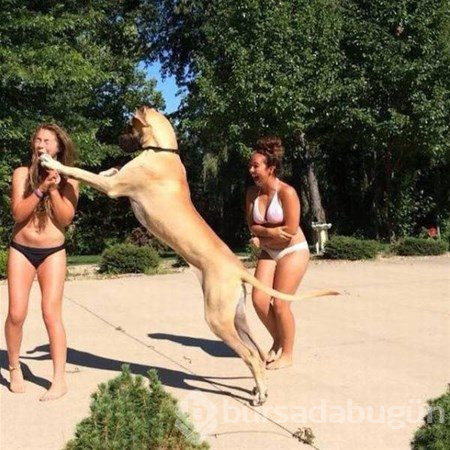 Dev köpekler
