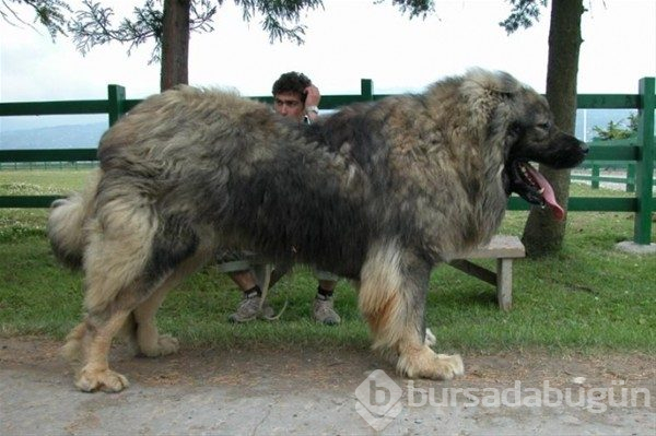 Dev köpekler
