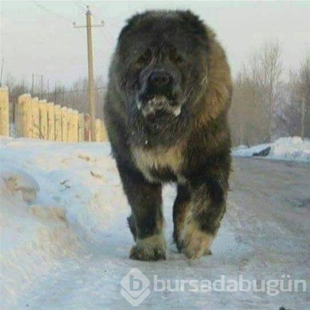 Dev köpekler
