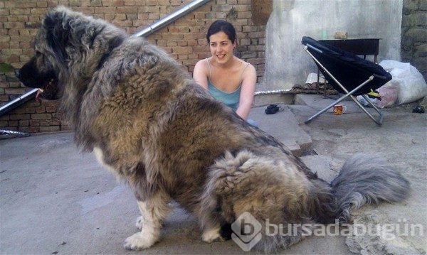 Dev köpekler
