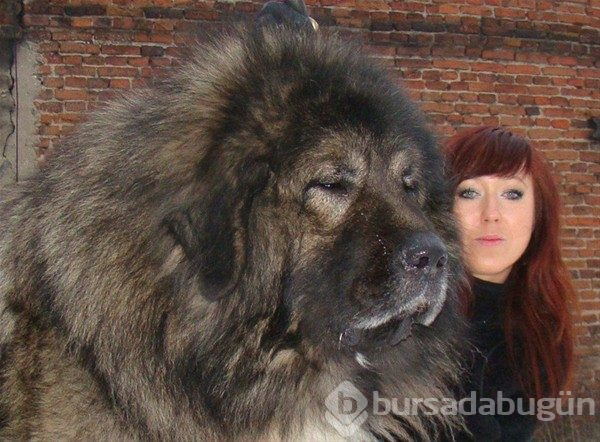 Dev köpekler
