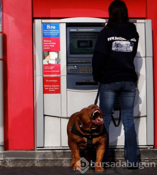 Dev köpekler
