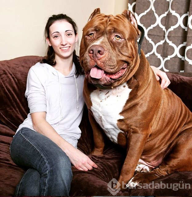 Dev köpekler
