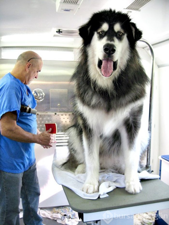 Dev köpekler
