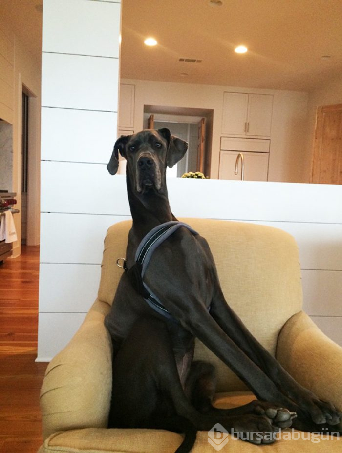 Dev köpekler
