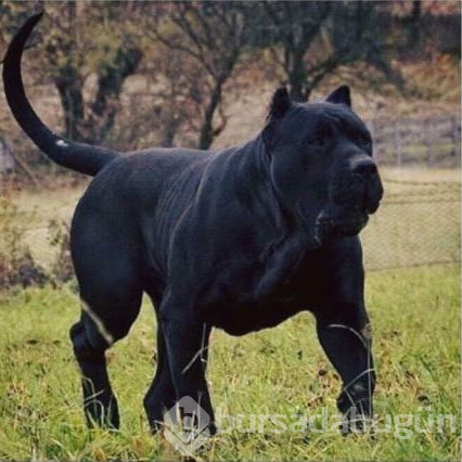 Dev köpekler
