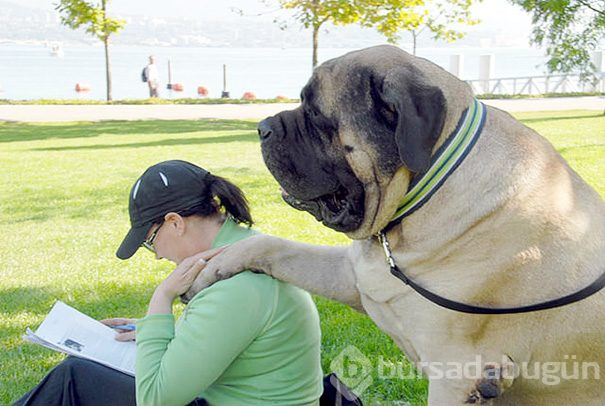 Dev köpekler
