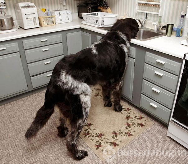 Dev köpekler
