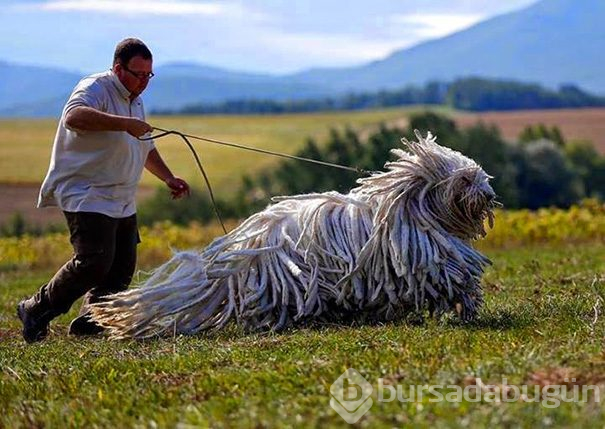 Dev köpekler
