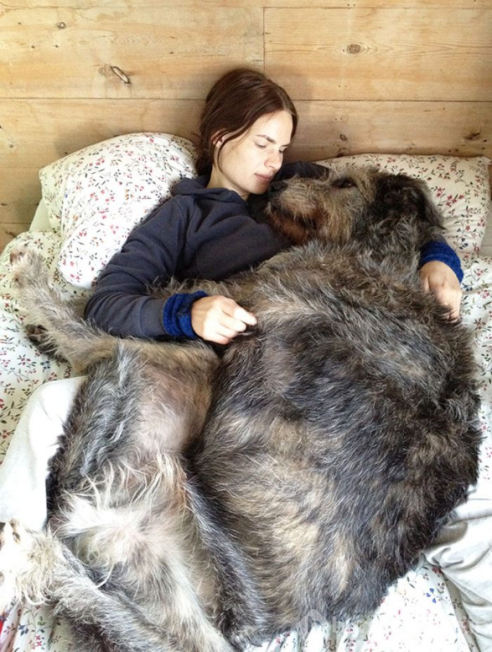 Dev köpekler
