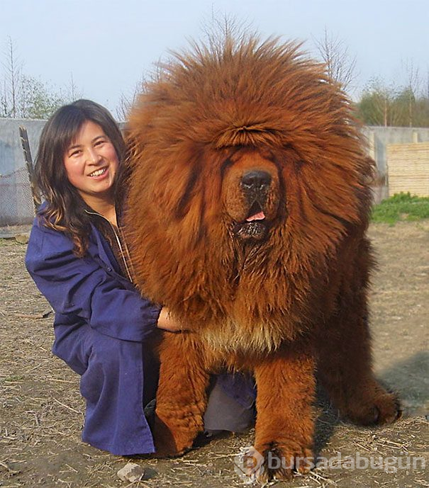 Dev köpekler
