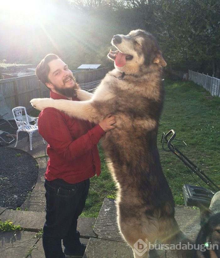 Dev köpekler
