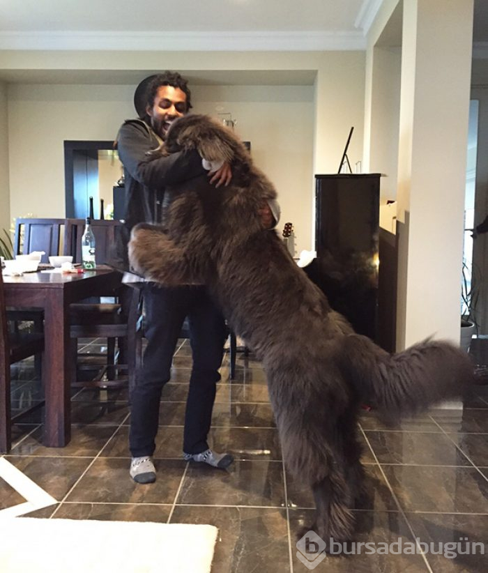 Dev köpekler
