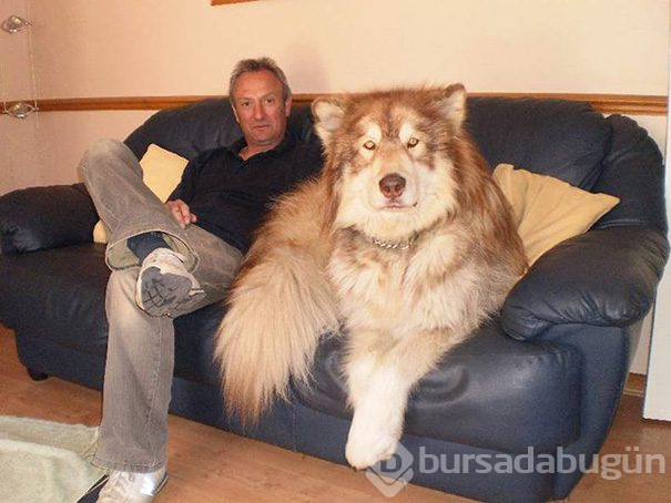 Dev köpekler
