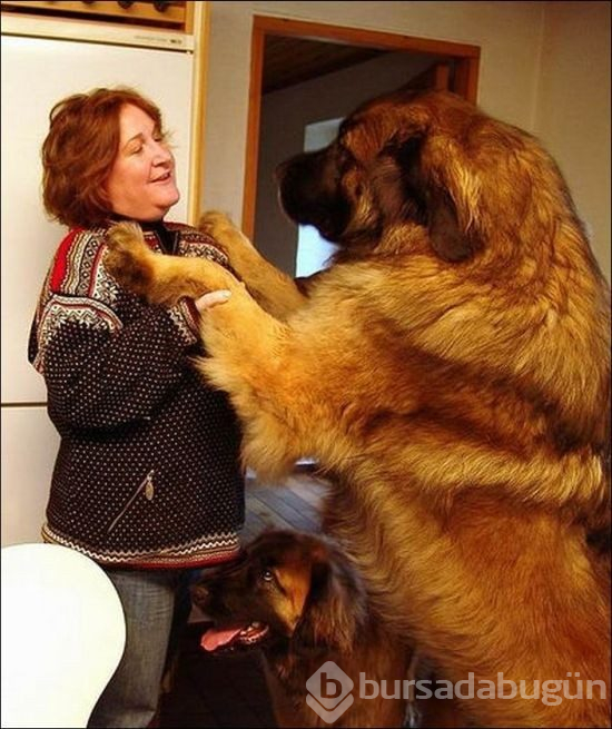 Dev köpekler
