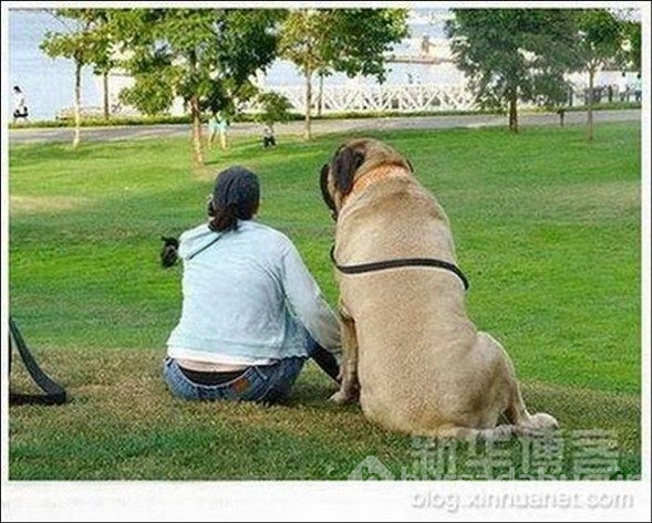 Dev köpekler
