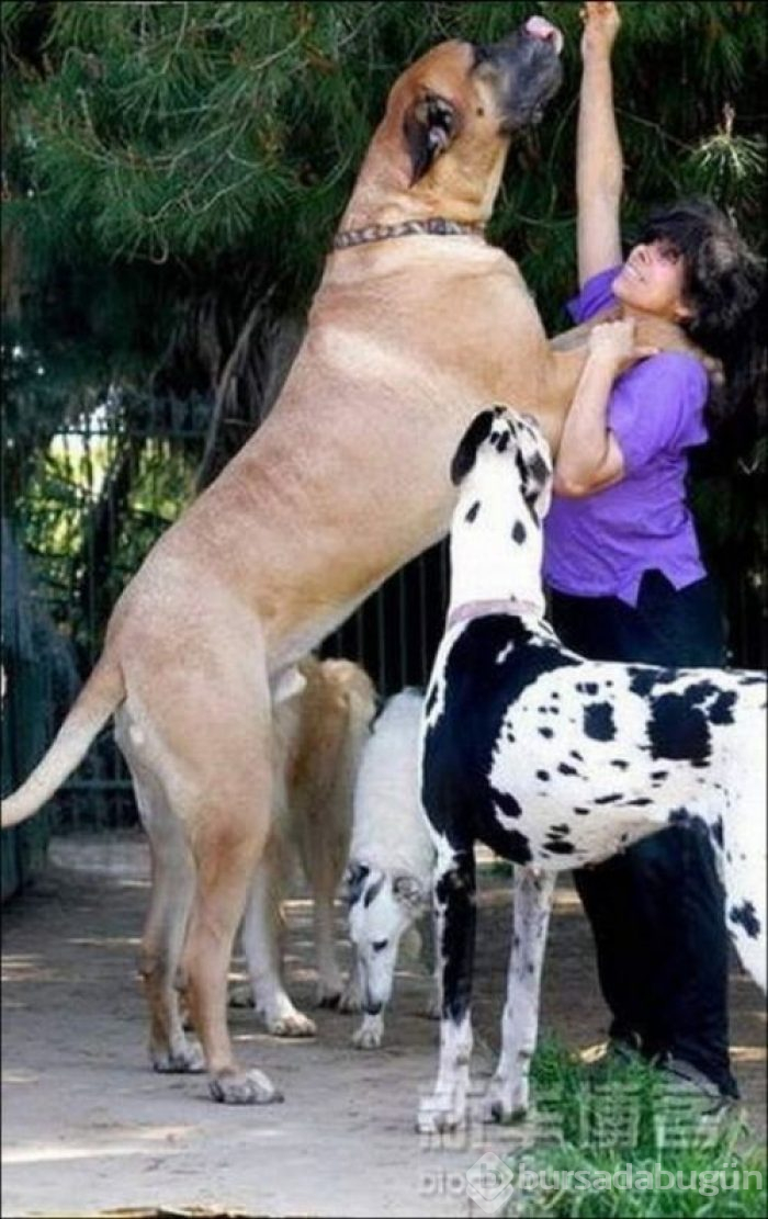 Dev köpekler
