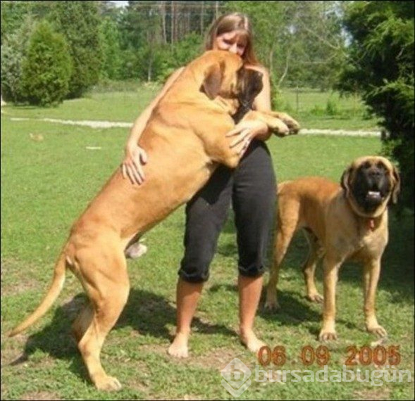 Dev köpekler
