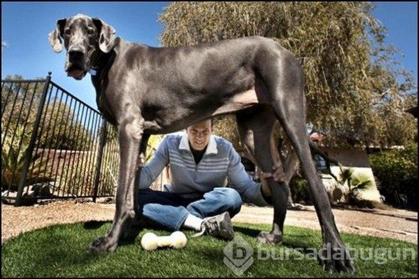 Dev köpekler
