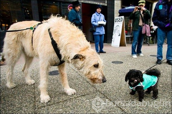 Dev köpekler
