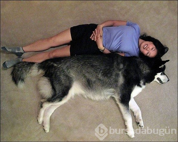Dev köpekler
