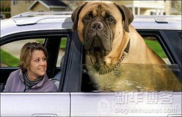 Dev köpekler
