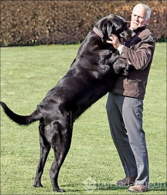Dev köpekler
