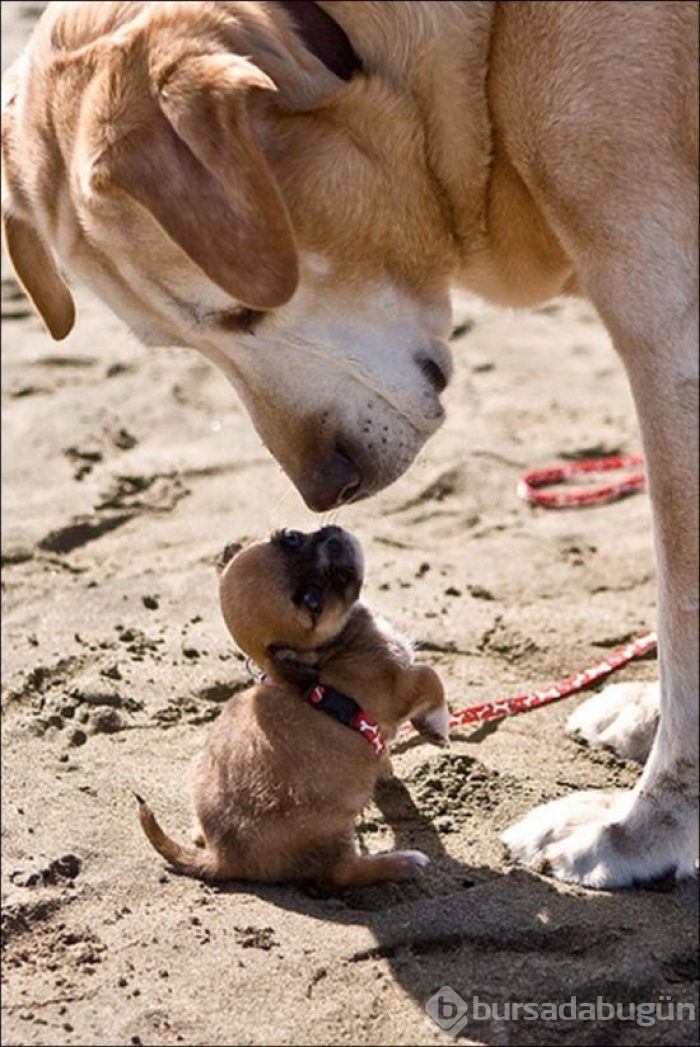 Dev köpekler
