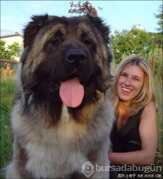 Dev köpekler
