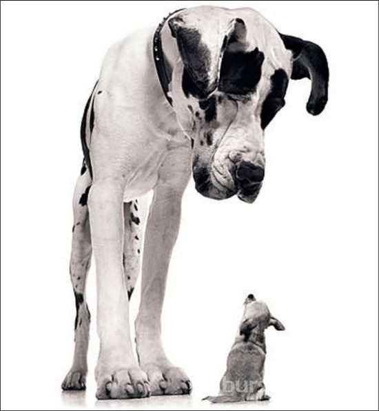 Dev köpekler
