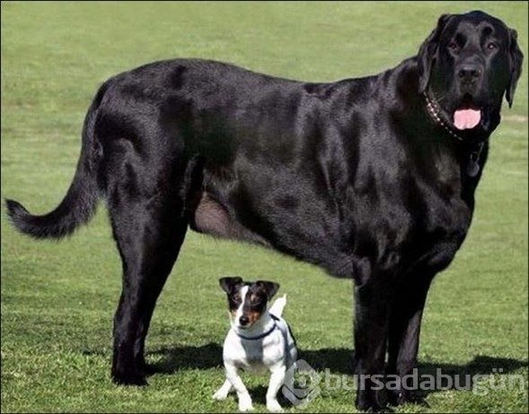 Dev köpekler
