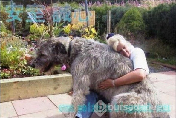 Dev köpekler
