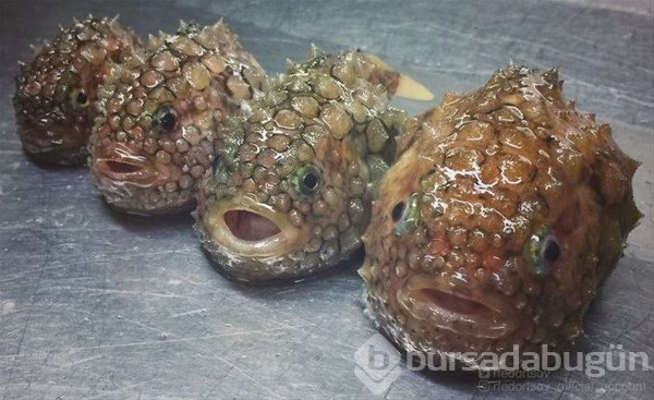 Denizlerin tuhaf canlıları
