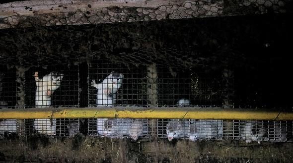Kan dondurucu olay! Açlıktan birbirlerini yediler
