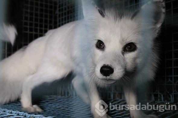 Kan dondurucu olay! Açlıktan birbirlerini yediler
