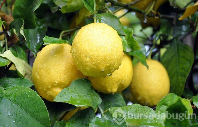 Limon dilimleriyle uyumanın faydaları nelerdir?
