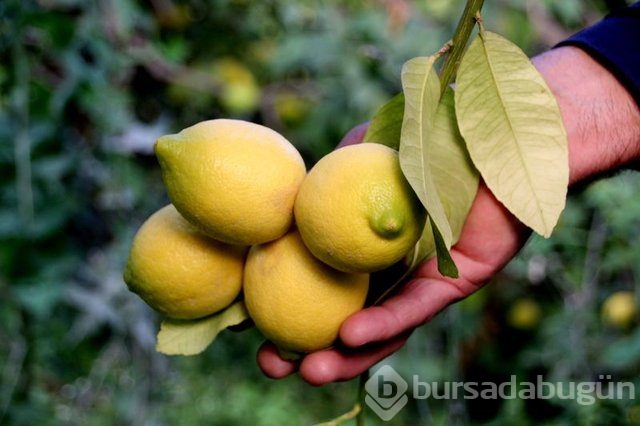 Limon dilimleriyle uyumanın faydaları nelerdir?
