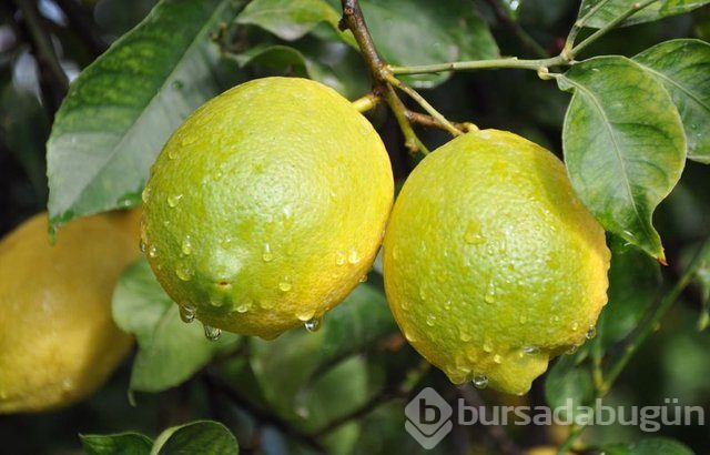 Limon dilimleriyle uyumanın faydaları nelerdir?

