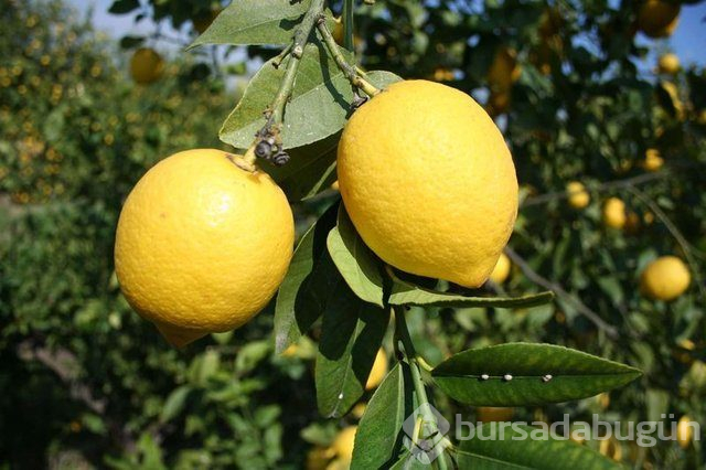 Limon dilimleriyle uyumanın faydaları nelerdir?
