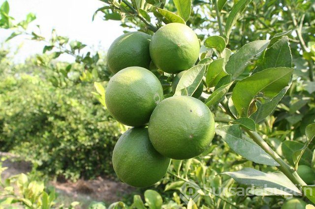 Limon dilimleriyle uyumanın faydaları nelerdir?
