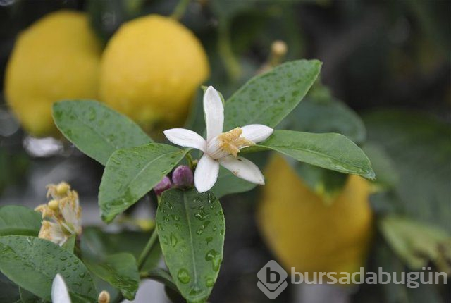 Limon dilimleriyle uyumanın faydaları nelerdir?
