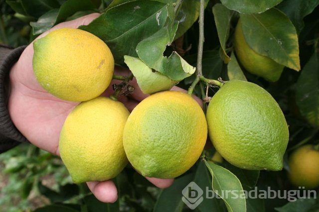 Limon dilimleriyle uyumanın faydaları nelerdir?
