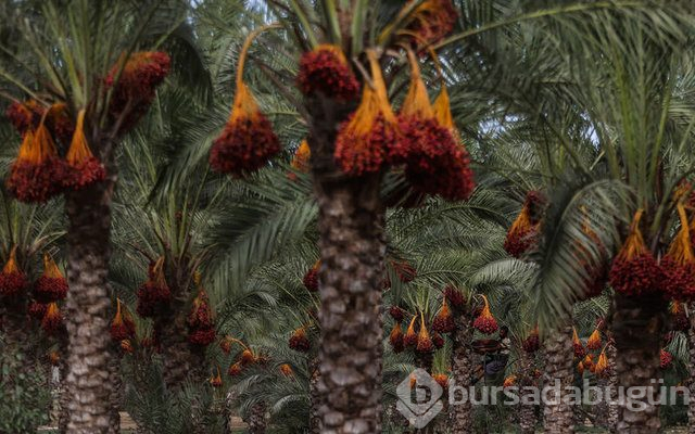 Kur'an'da adı geçen mucizevi besinler
