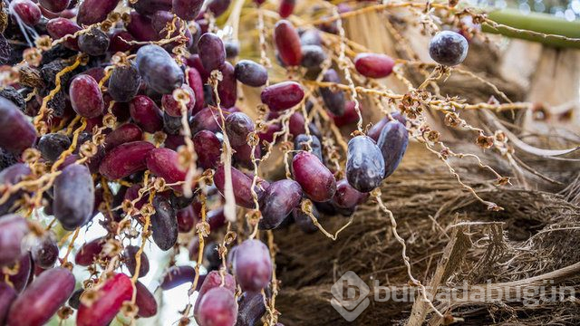 Kur'an'da adı geçen mucizevi besinler
