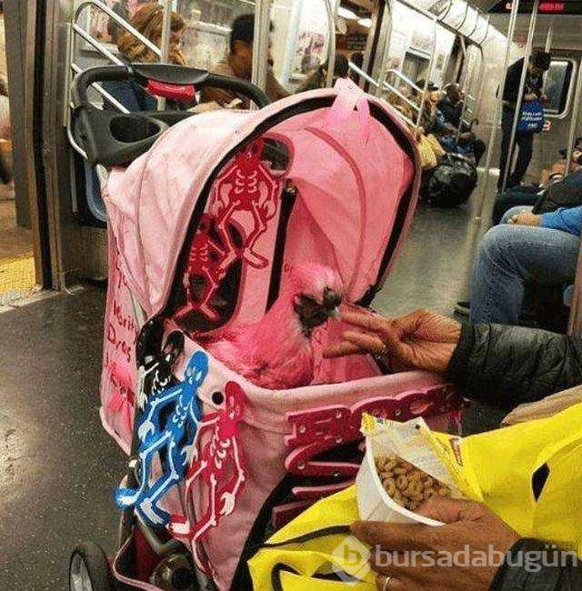 Dünyanın en garip yolcuları
