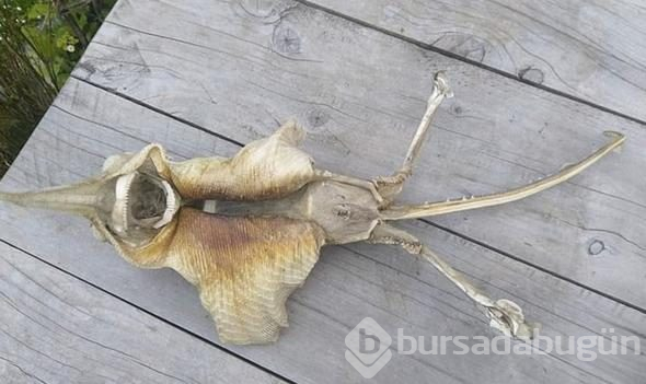 Gizemli yaratık ortalığı karıştırdı
