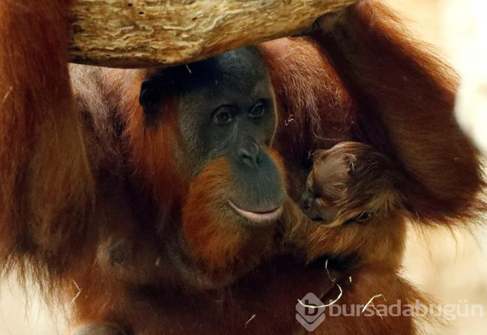 Orangutanı 6 yıl genelevde çalışmaya zorladılar!
