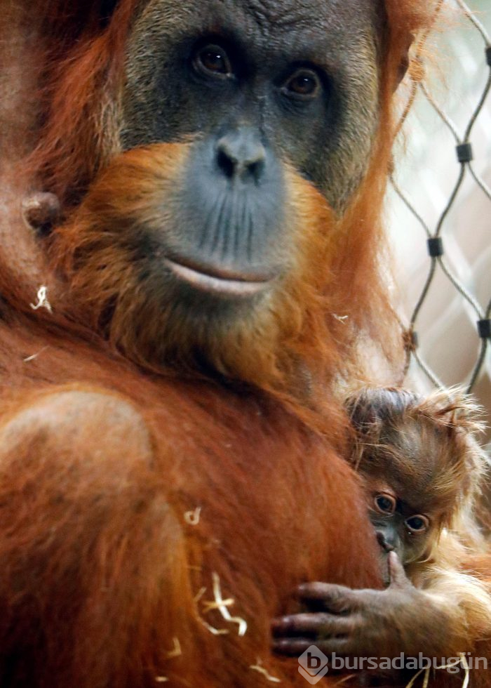 Orangutanı 6 yıl genelevde çalışmaya zorladılar!
